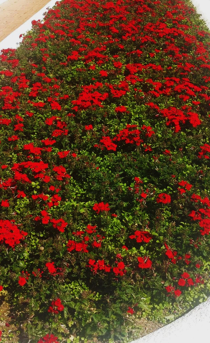 tiny red flowers