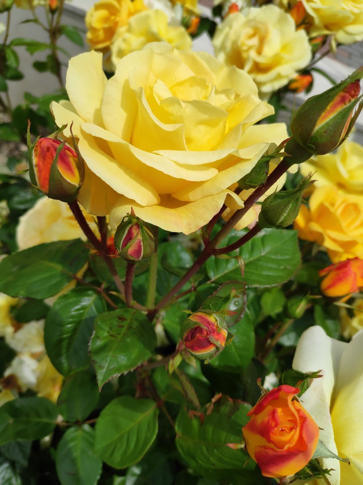 roses