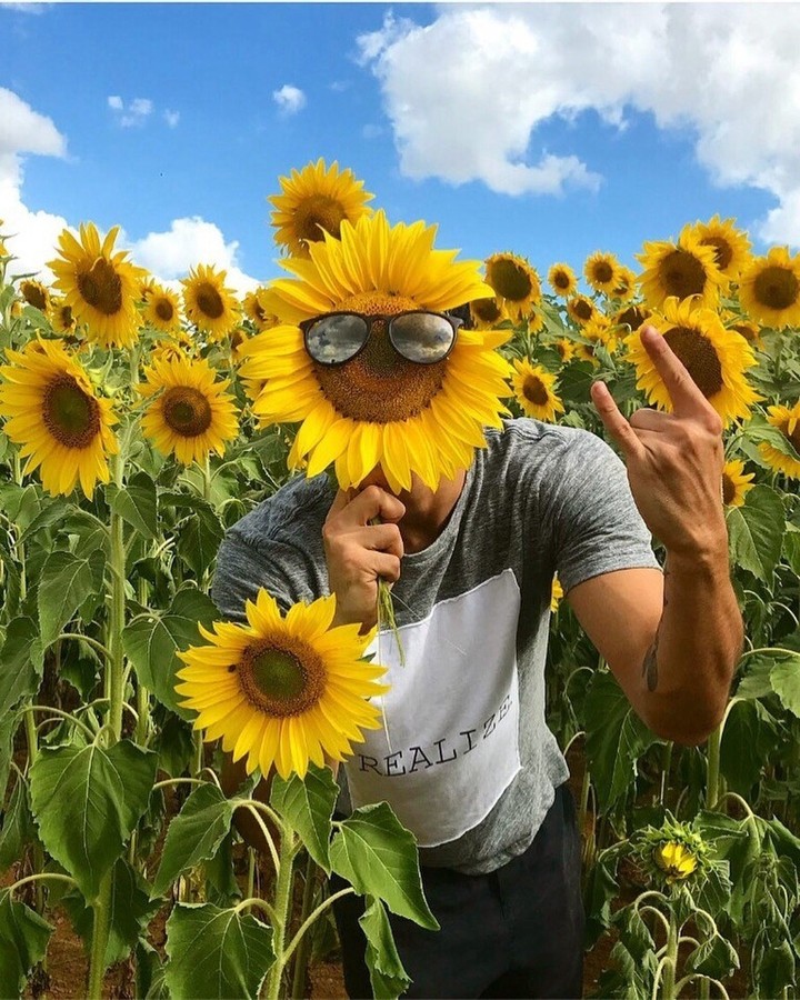 подсолнухи