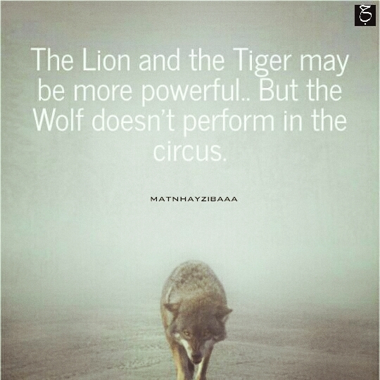 wolf