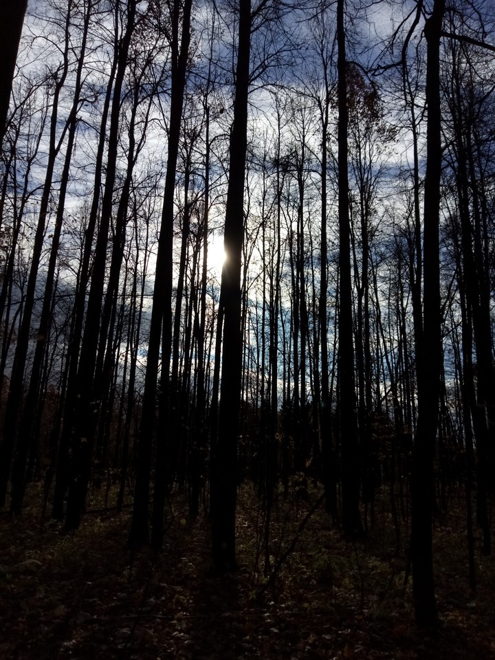 forest and sunshine