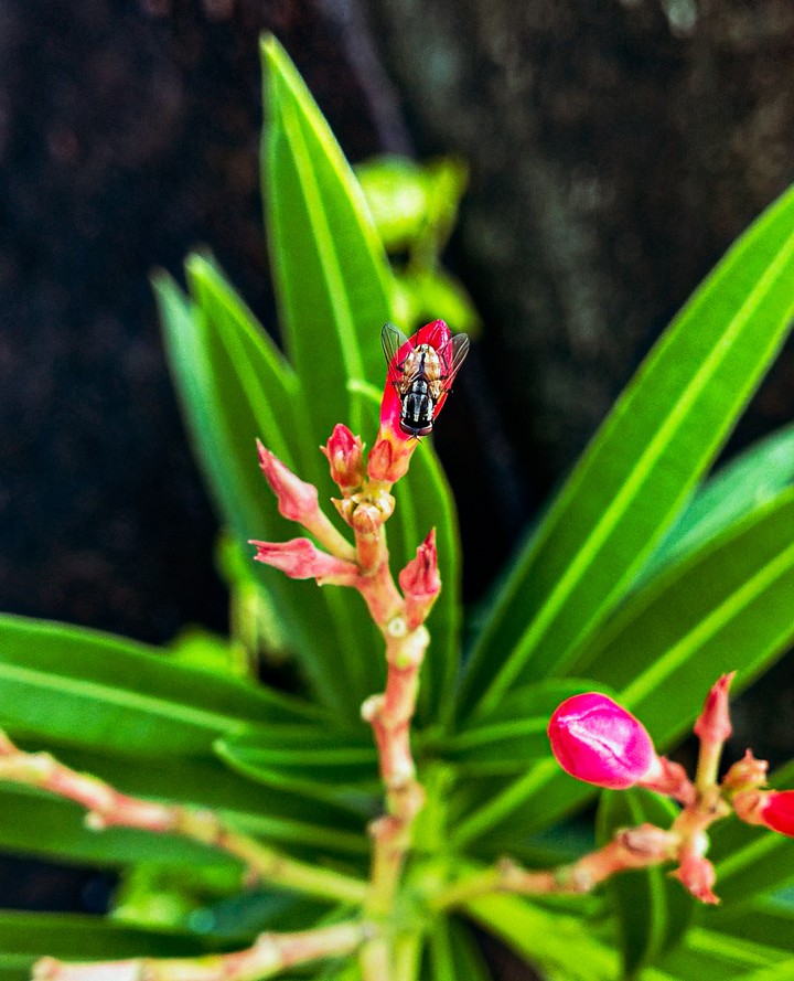 Colorful Fly