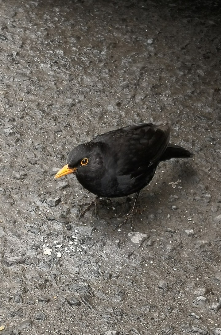 Bird