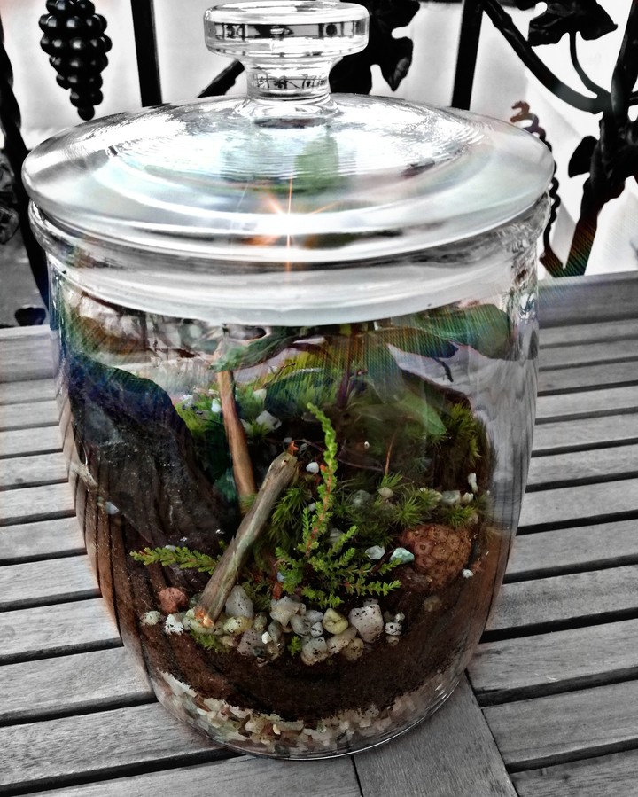 small forrest