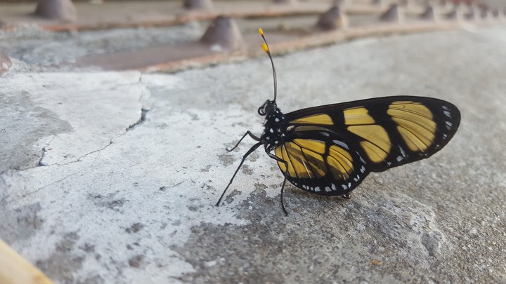 borboleta