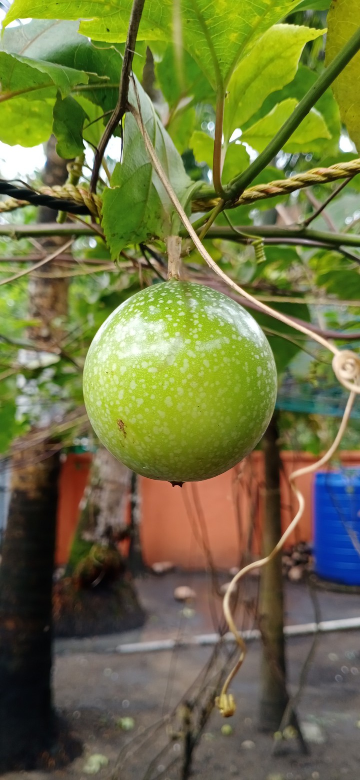 Passion fruit