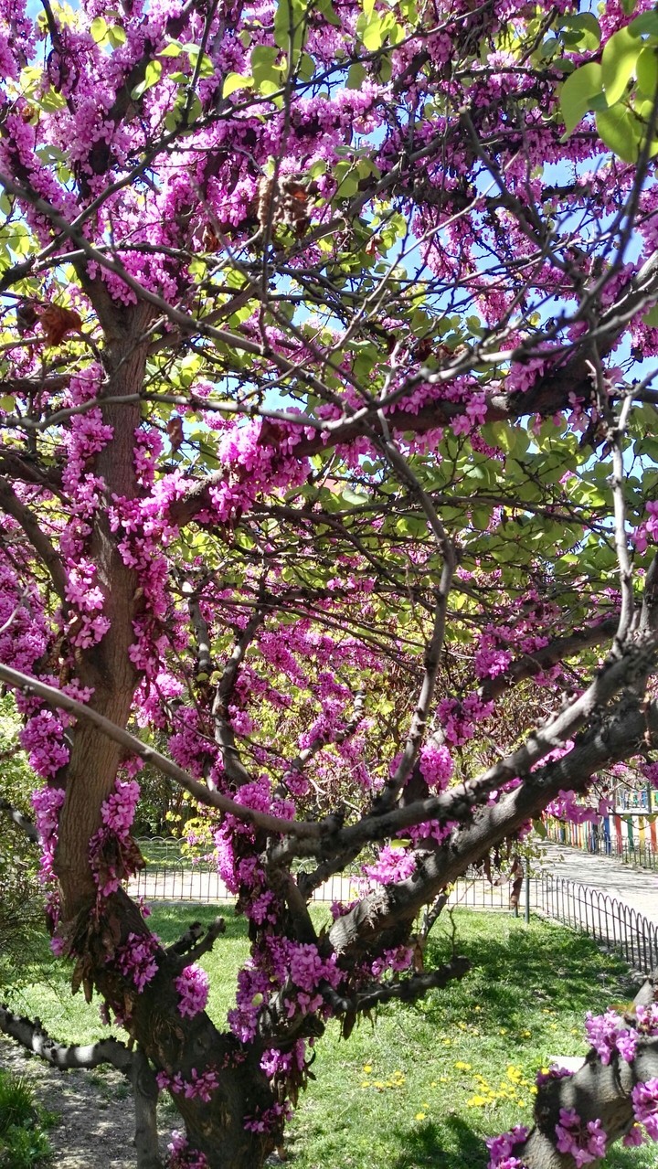 arbol