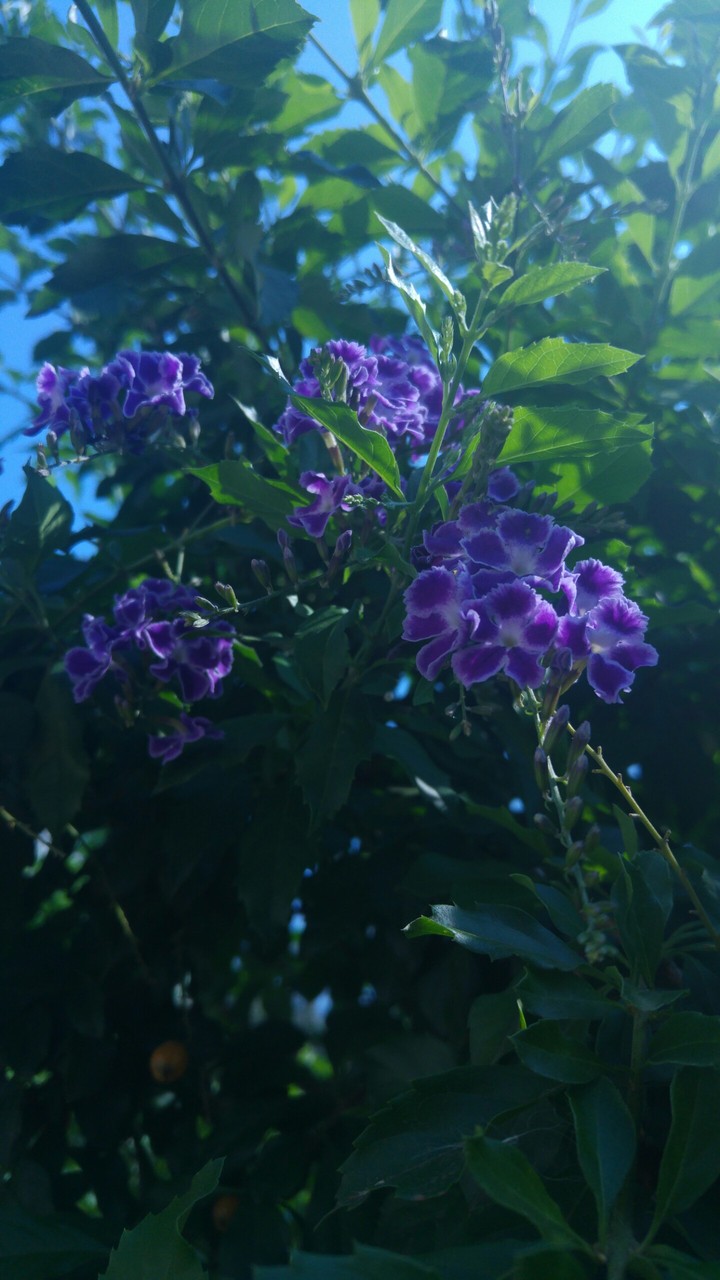 flor