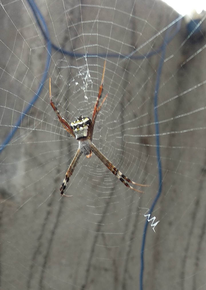 spider