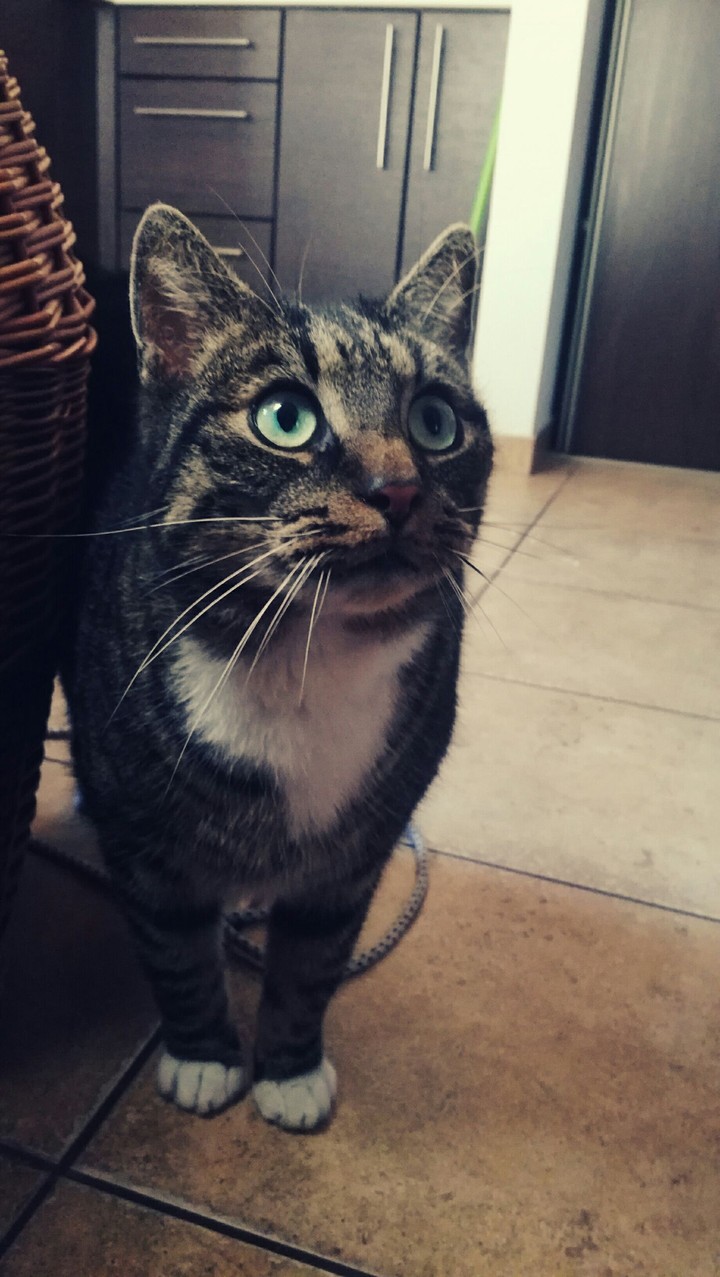 cat