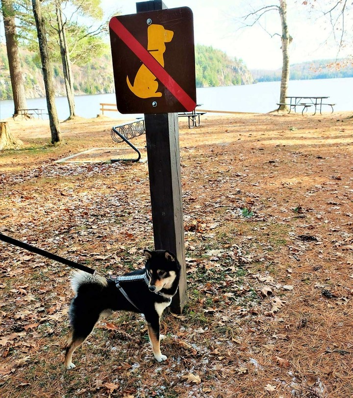 Dogs not allowed???