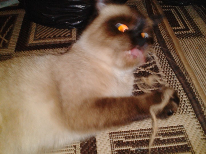 cat