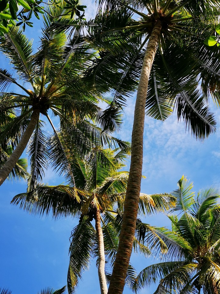 palms