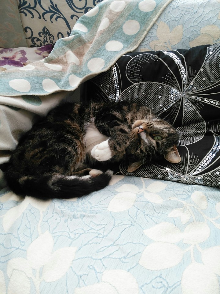 Cute Cat