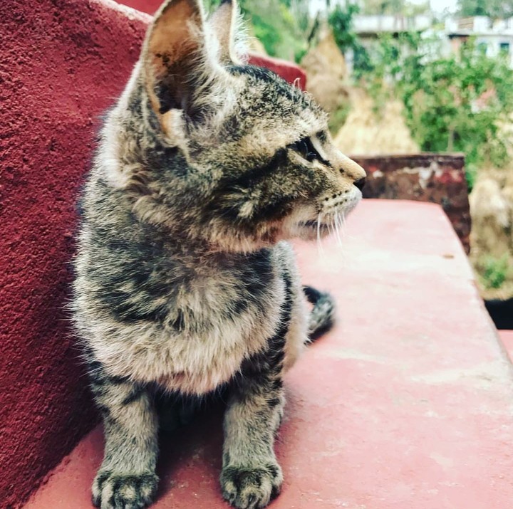 Cat 