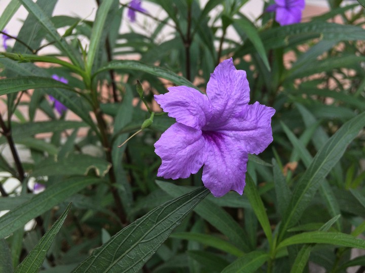purple 2