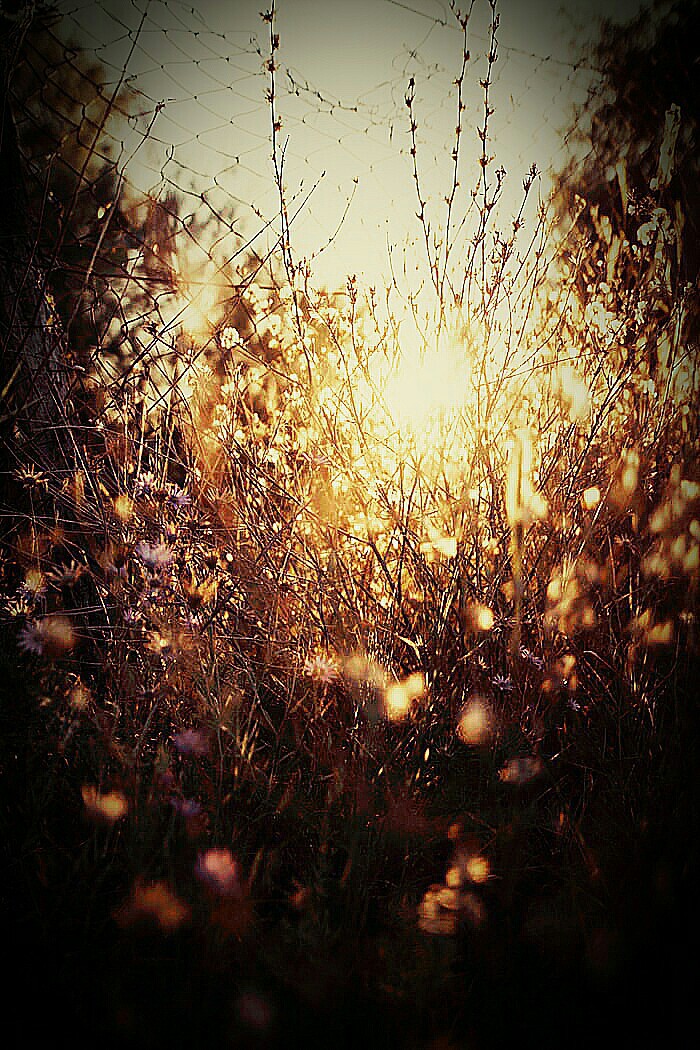 nature