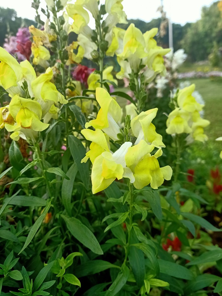 flower