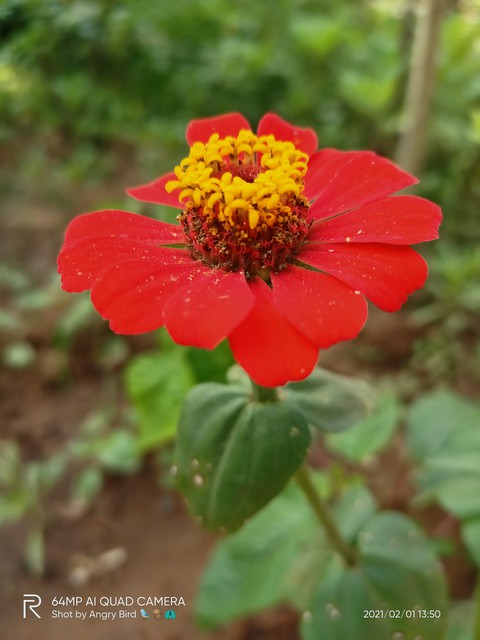 red