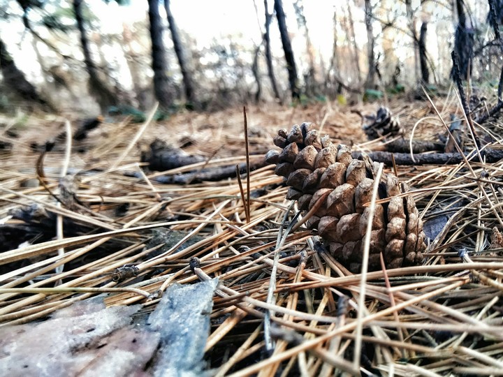 pine cone