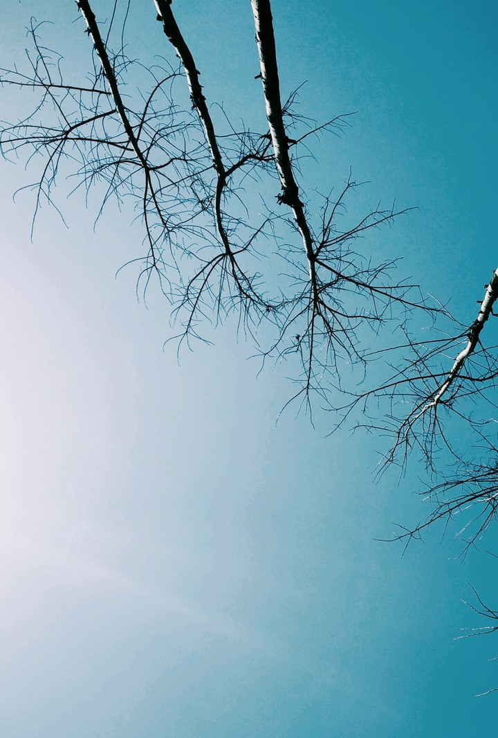 Trees