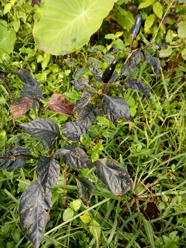 black chilly
