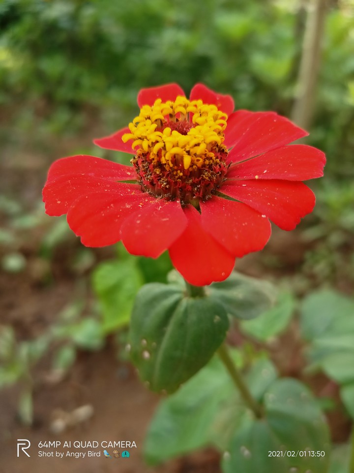 red