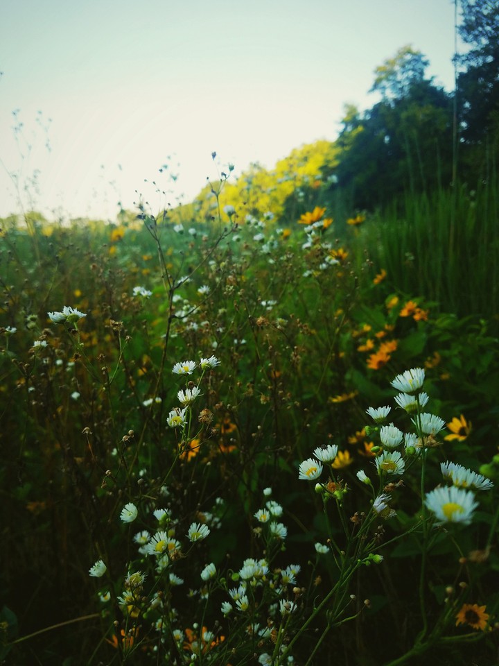 wildflowers