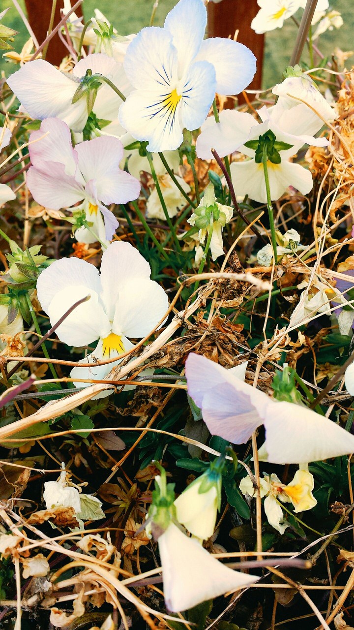 Pansies