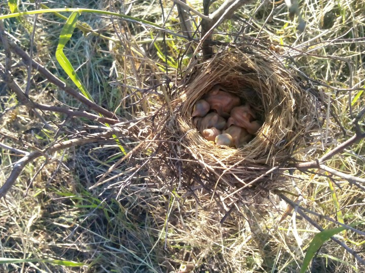 bird nest