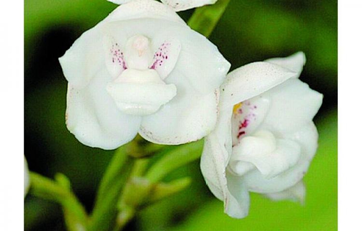 ORCHID