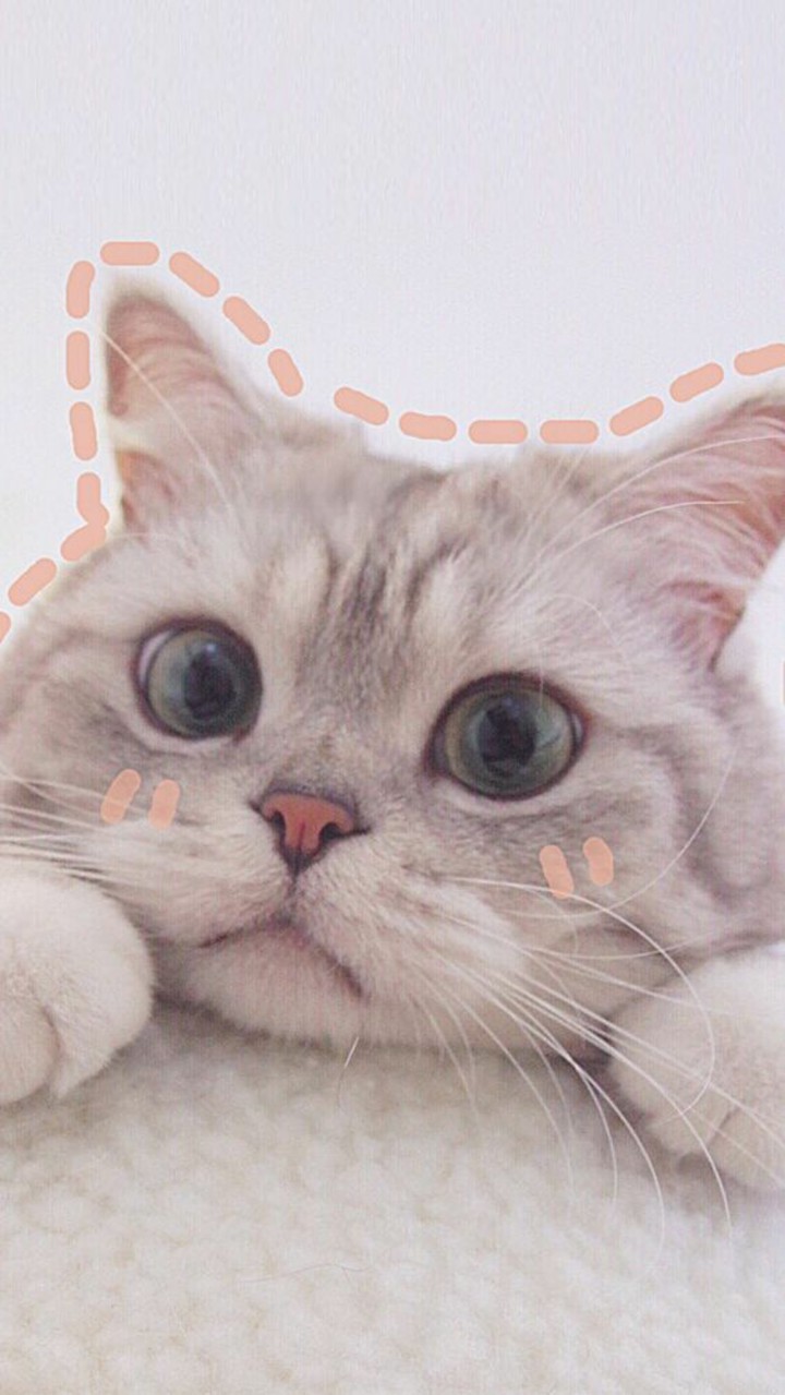 кот