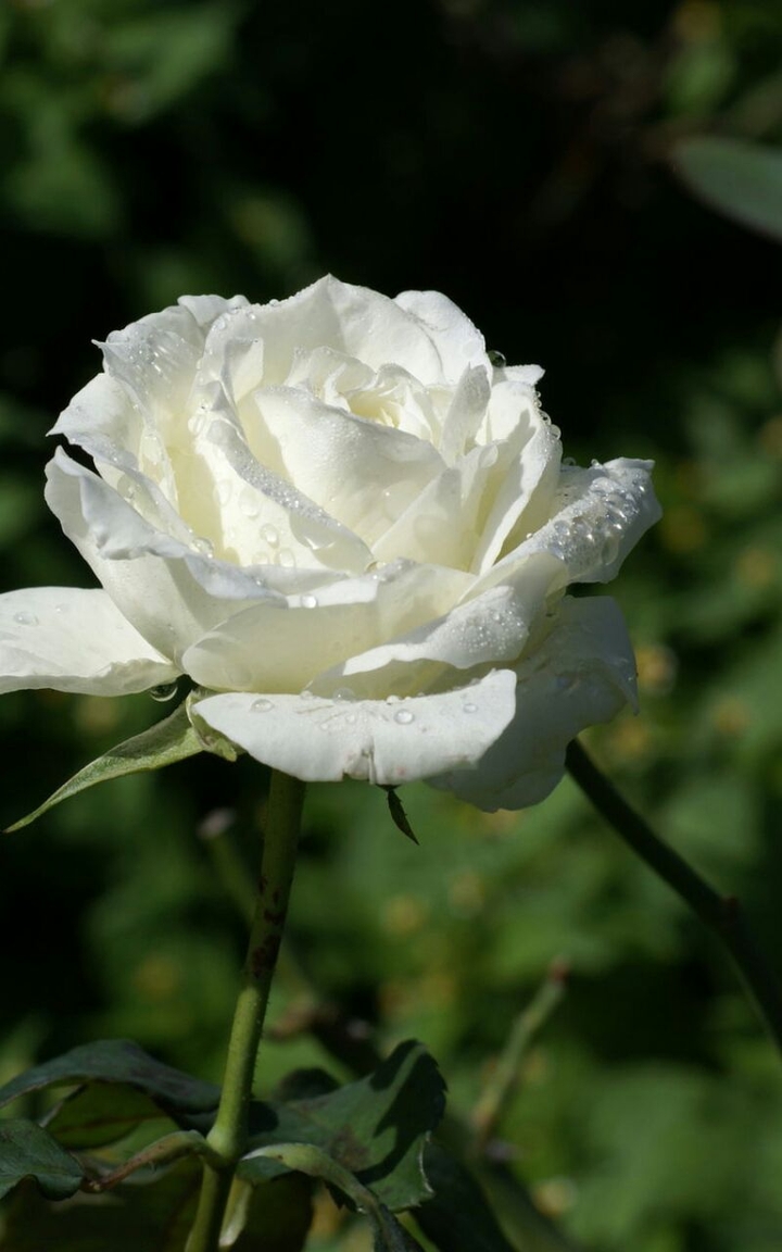 rose