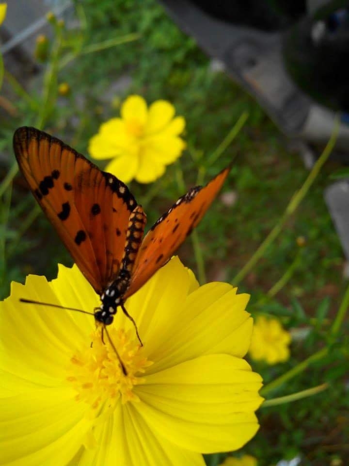 butterfly