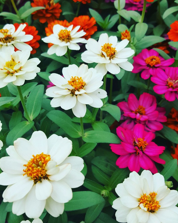 Flowers #Fammitist
