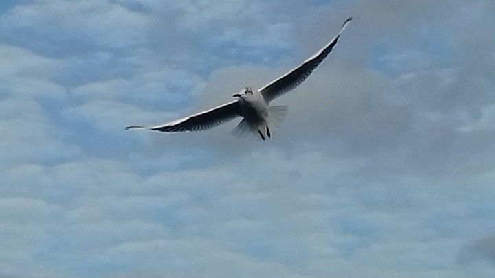 flying up in the sky 