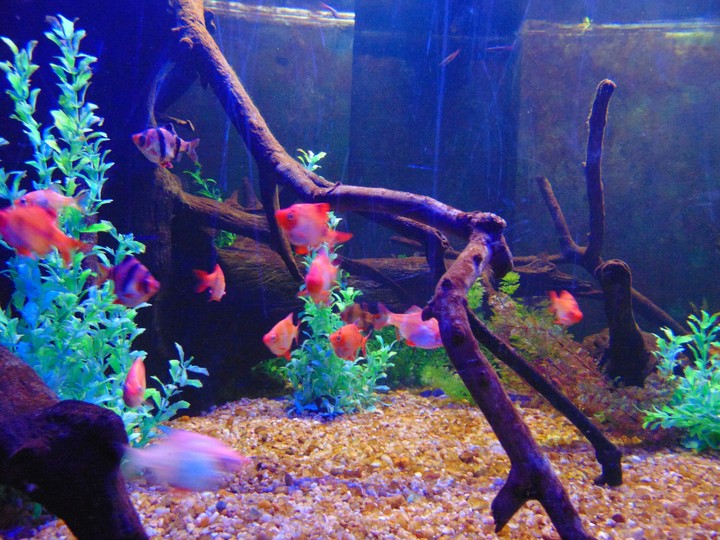 aquário SP peixinhos