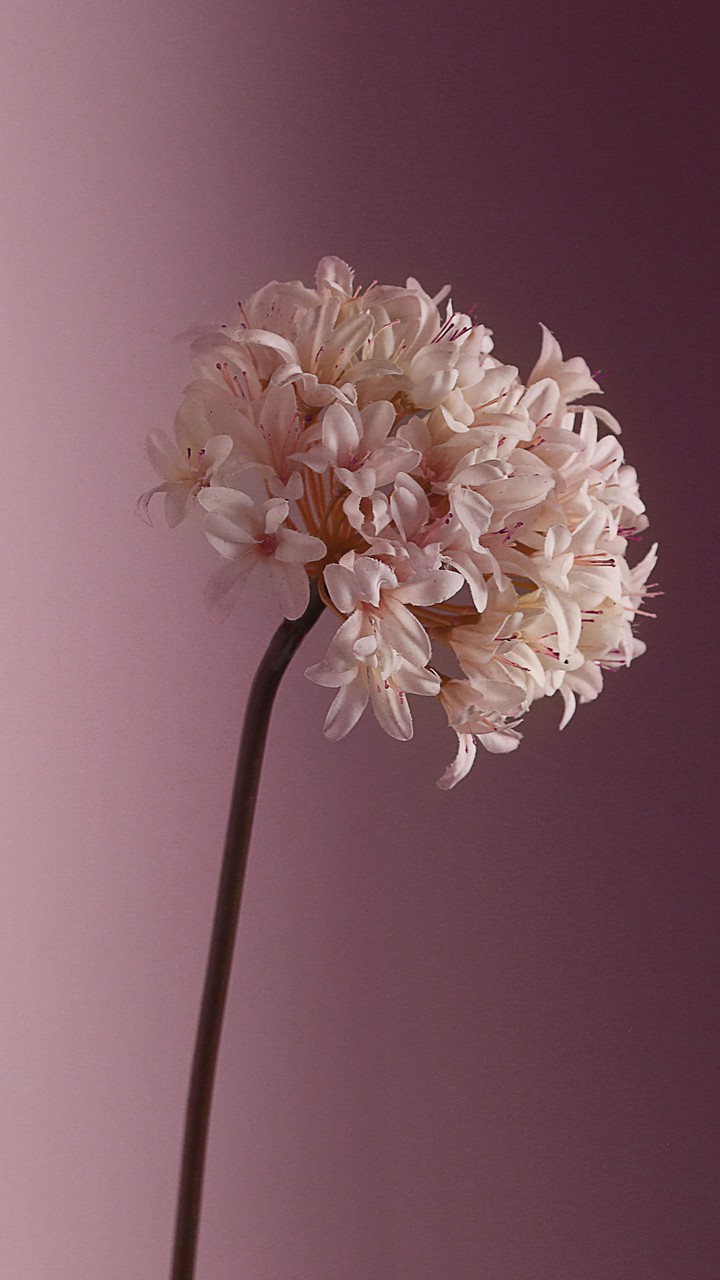 flor
