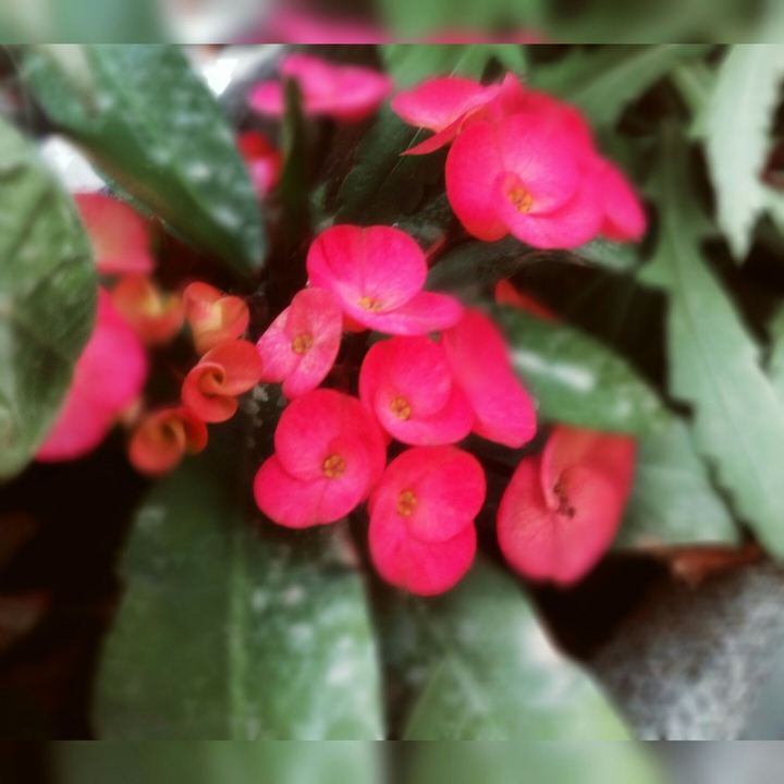 pink flowers