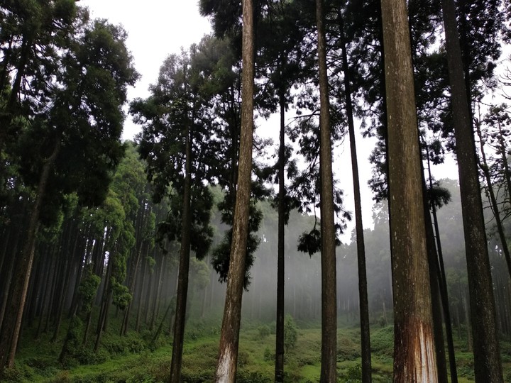 Forest