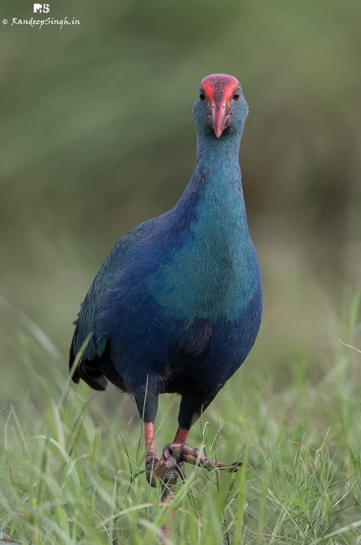 do