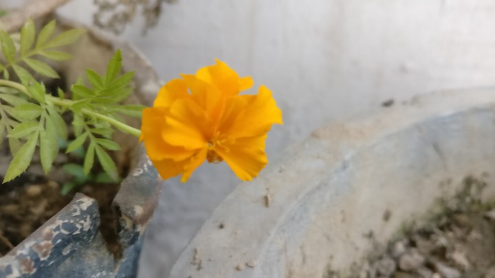 marigold
