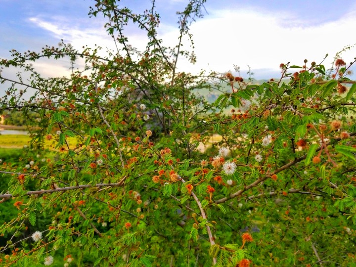 ÁRBOL DURMIENTE, SAN LORENZO, GRO.