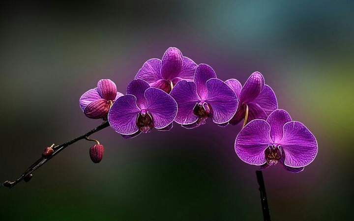 Orchid  ❤