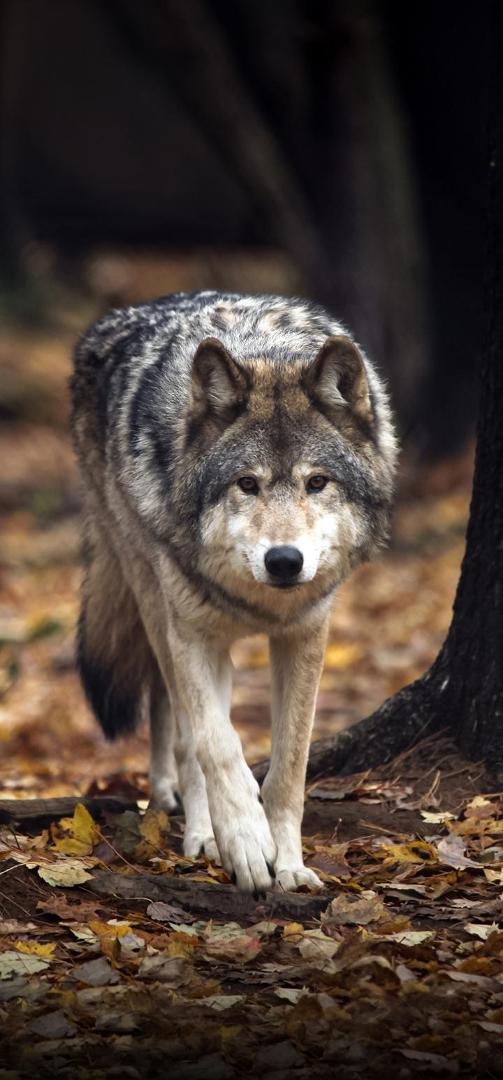 wolf
