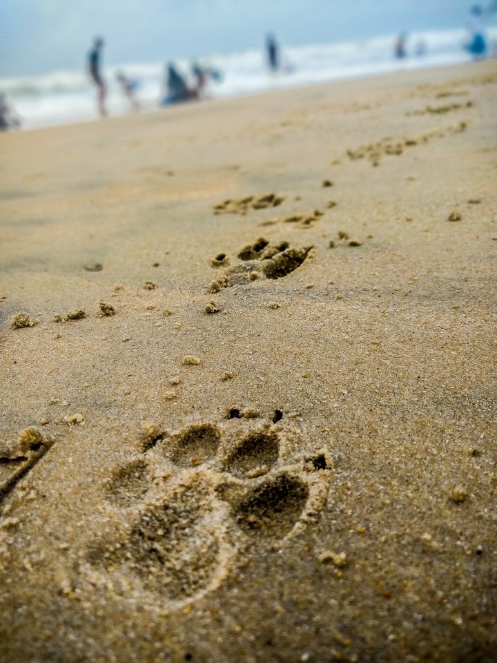 dog footprint