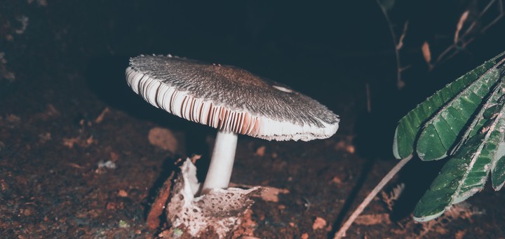 mushroom