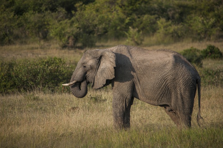 Animal