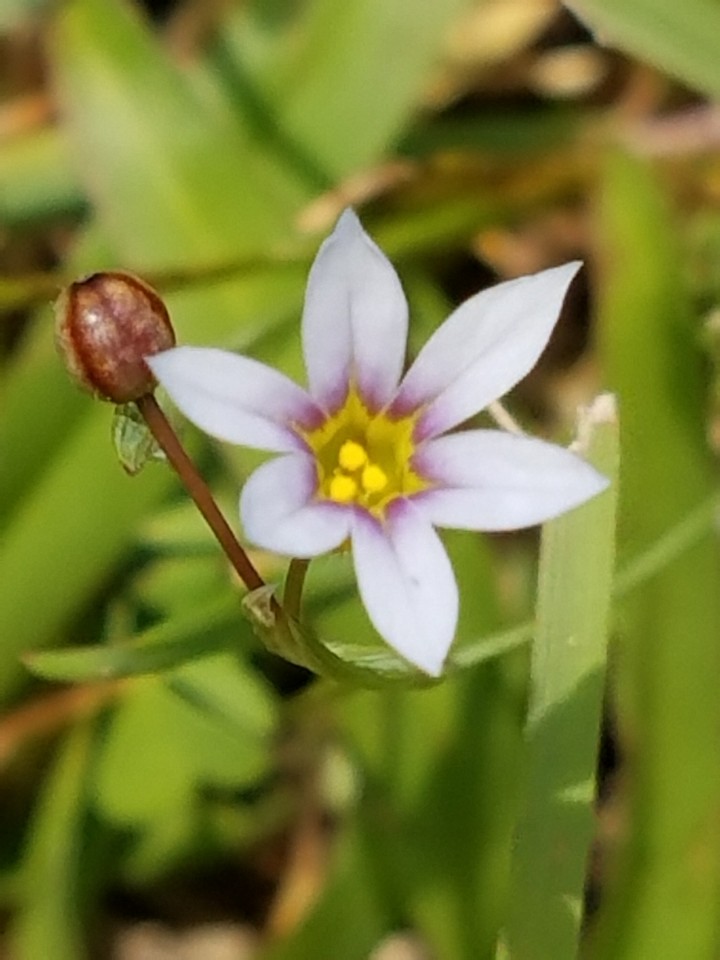 Single Flower Bloom
