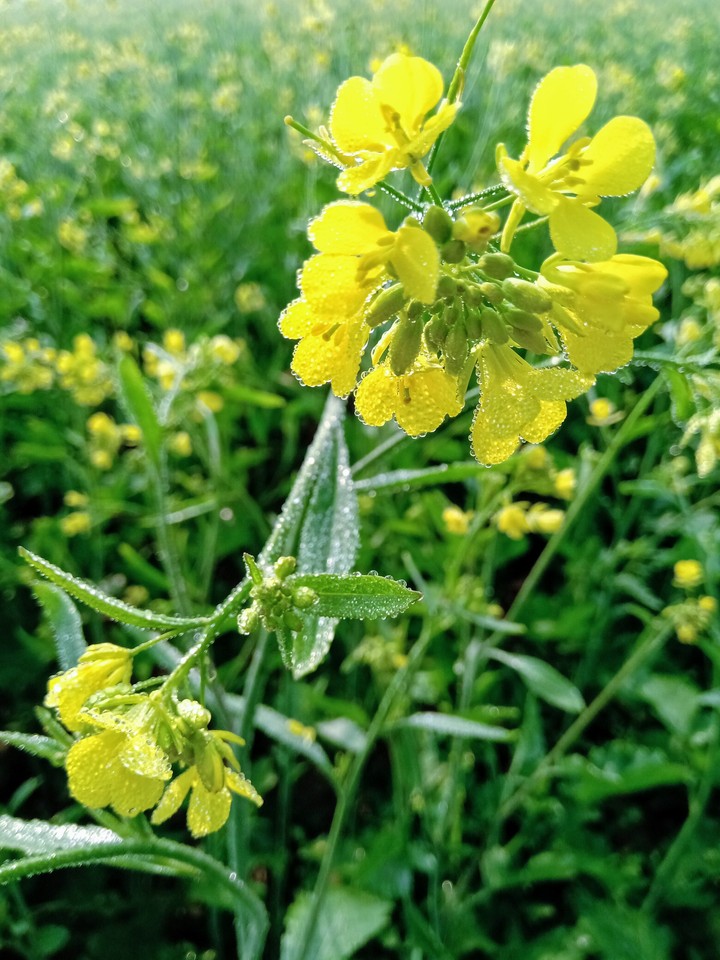mustard